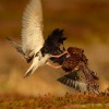 Jespak bojovny - Philomachus pugnax - Ruff 5031